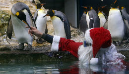 Սուրբ Ծնունդն աշխարհի տարբեր կենդանաբանական այգիներում