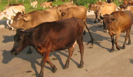Բրուցելոզով վարակված կենդանիների միսը վաճառվում է Գյումրու շուկայում (տեսանյութ)